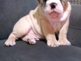 A Kali̇te İngi̇li̇z Bulldog Bebekler