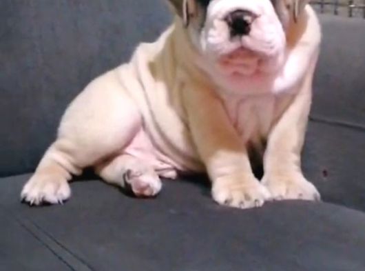 A Kali̇te İngi̇li̇z Bulldog Bebekler görsel