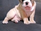 A Kali̇te İngi̇li̇z Bulldog Bebekler