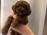 AİLEDEN KORE POODLE YAVRULARIMIZ