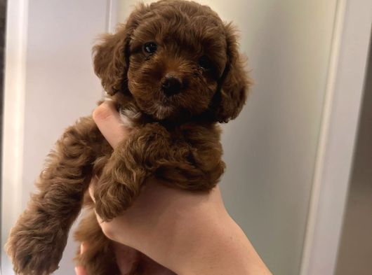 Ai̇leden Kore Poodle Yavrularimiz