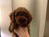 Ai̇leden Kore Poodle Yavrularimiz