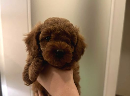 Ai̇leden Kore Poodle Yavrularimiz görsel