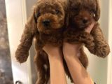 Ai̇leden Kore Poodle Yavrularimiz