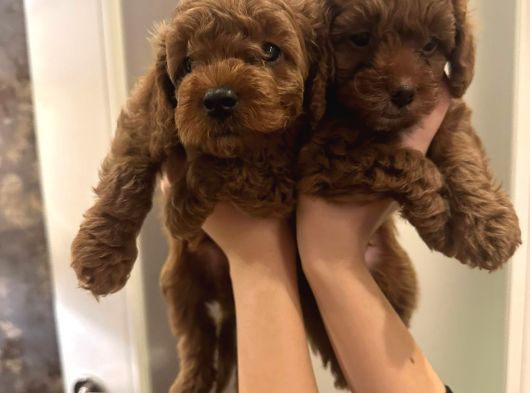 Ai̇leden Kore Poodle Yavrularimiz görsel