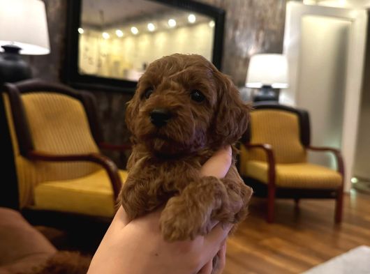 Ai̇leden Kore Poodle Yavrularimiz görsel