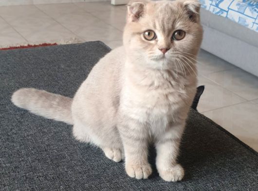 Top Kafa Scotti̇sh Bebekler görsel