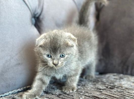 Top Kafa Scotti̇sh Bebekler görsel