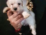 Maltese Terrier Yavruları Mama Ve Malzeme Kampanyali