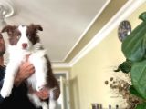 Son Dişi Kızıl Border Collie Yabrumuz