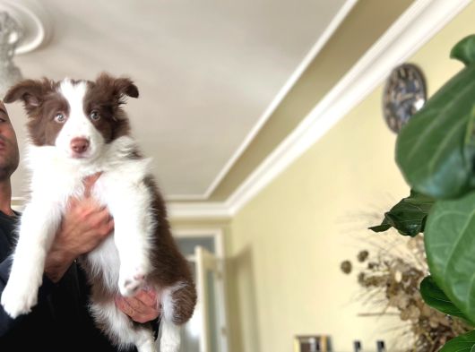 Son Dişi Kızıl Border Collie Yabrumuz görsel