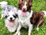 Son dişi kızıl border collie yabrumuz