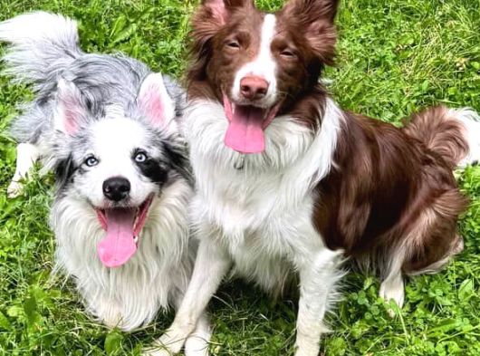 Son Dişi Kızıl Border Collie Yabrumuz