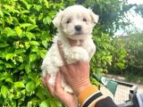 Maltese Terrier Yavruları Mama Ve Malzeme Kampanyali