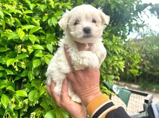 Maltese Terrier Yavruları Mama Ve Malzeme Kampanyali görsel