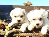 Maltese Terrier Yavruları Mama Ve Malzeme Kampanyali