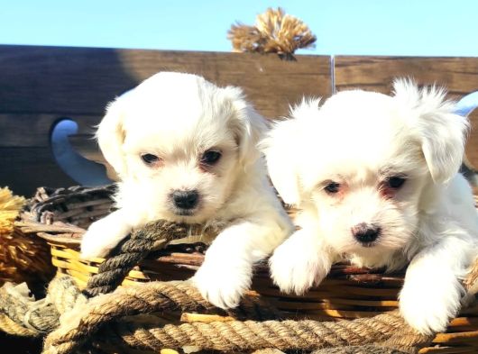 Maltese Terrier Yavruları Mama Ve Malzeme Kampanyali görsel