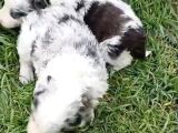 Border Collie Yavruları Blue Marley Ve Si̇yah Beyaz