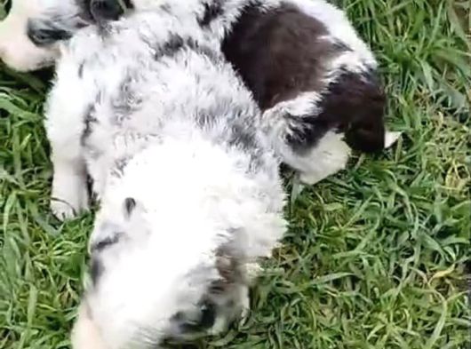 Border Collie Yavruları Blue Marley Ve Si̇yah Beyaz görsel