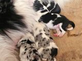 Border Collie Yavruları Blue Marley Ve Si̇yah Beyaz