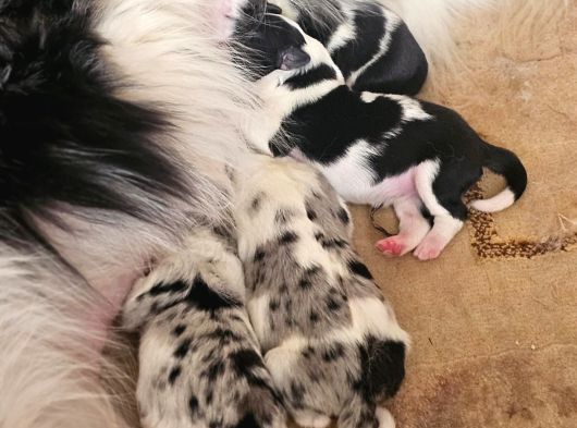 Border Collie Yavruları Blue Marley Ve Si̇yah Beyaz görsel