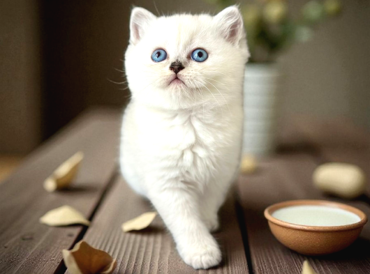 British Shorthair Silver Ve Silver Point Yavrular görsel