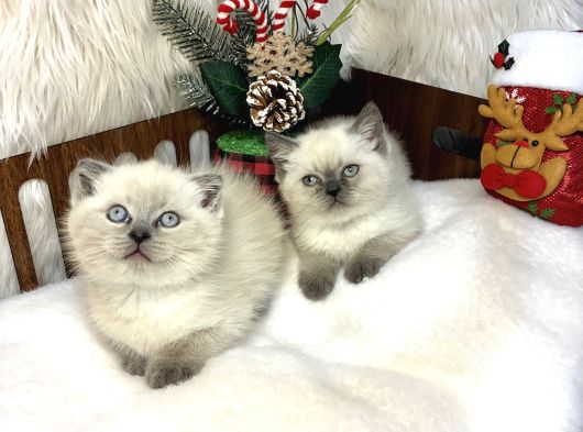 Ayı Kafa Kalitesi Oyuncu Sağlıklı Yavrular görsel