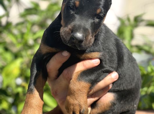 Şampiyon Soydan Doberman Yavrular görsel
