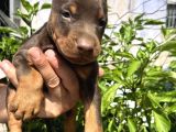 Şampiyon Soydan Doberman Yavrular