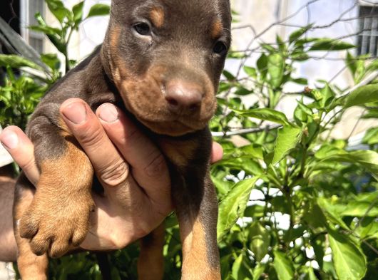 Şampiyon Soydan Doberman Yavrular görsel