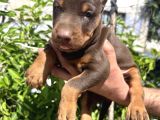 Şampiyon Soydan Doberman Yavrular