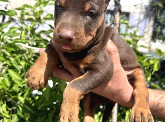 Şampiyon Soydan Doberman Yavrular görsel