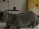 Büyüneyen Kedi Munchkin Kedileri