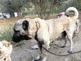 Anadolu Çoban Köpeği̇  Kangal Yavrular Mevcut