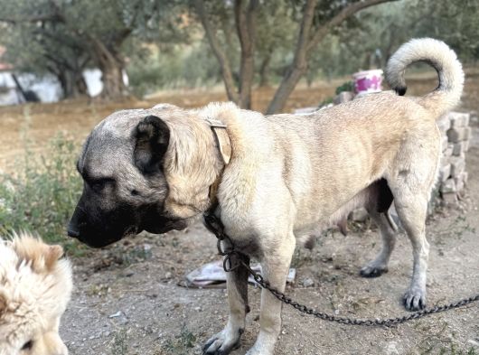 Anadolu Çoban Köpeği̇  Kangal Yavrular Mevcut görsel