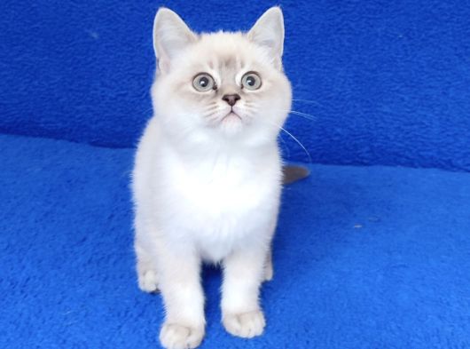 Lynx Point Ponçigimiz Yeni Yuvasını Arıyor görsel
