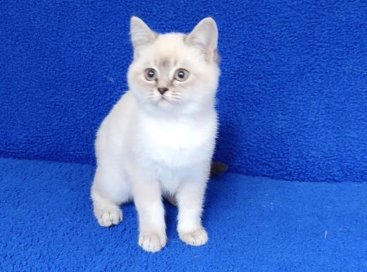 Lynx Point Ponçigimiz Yeni Yuvasını Arıyor görsel