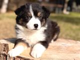 Black Tan Border Collie Yavru