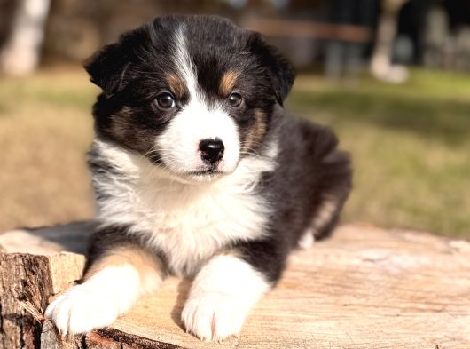 Black Tan Border Collie Yavru görsel