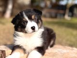 Black tan border collie yavru