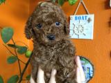 Yılbaşı Kurabiyesi kore kan red Brown toy poodle yavru