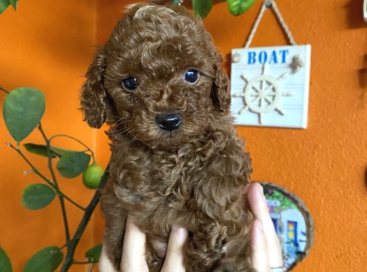 Yılbaşı Kurabiyesi Kore Kan Red Brown Toy Poodle Yavru