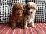 Yılbaşı Kurabiyesi Kore Kan Red Brown Toy Poodle Yavru