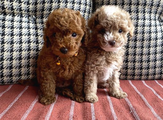 Yılbaşı Kurabiyesi Kore Kan Red Brown Toy Poodle Yavru görsel