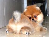 Pomeranian Kar Beyaz Ve Orange Yavrularımız