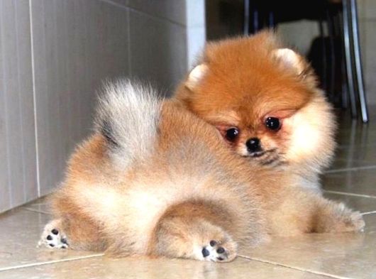 Pomeranian Kar Beyaz Ve Orange Yavrularımız görsel