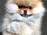Pomeranian Kar Beyaz Ve Orange Yavrularımız