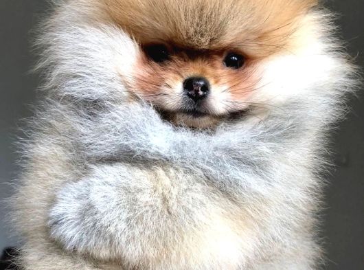 Pomeranian Kar Beyaz Ve Orange Yavrularımız görsel