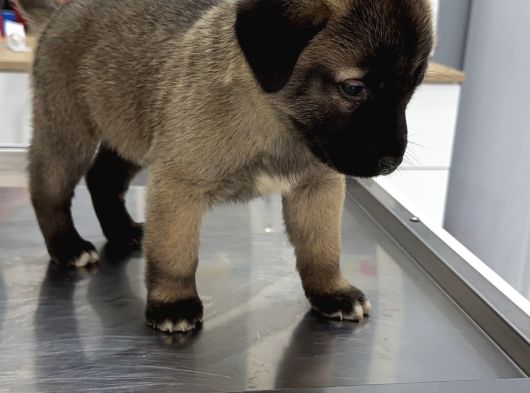 Anadolu Çoban Köpeği̇  Kangal Yavrular Mevcut