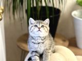 Muhteşem Güzelli̇k Bri̇ti̇sh Golden Tabby Yavrumuz